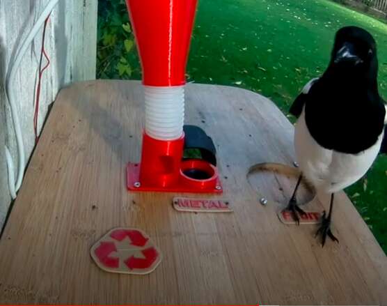 Magpie cleans up trash in man's yard