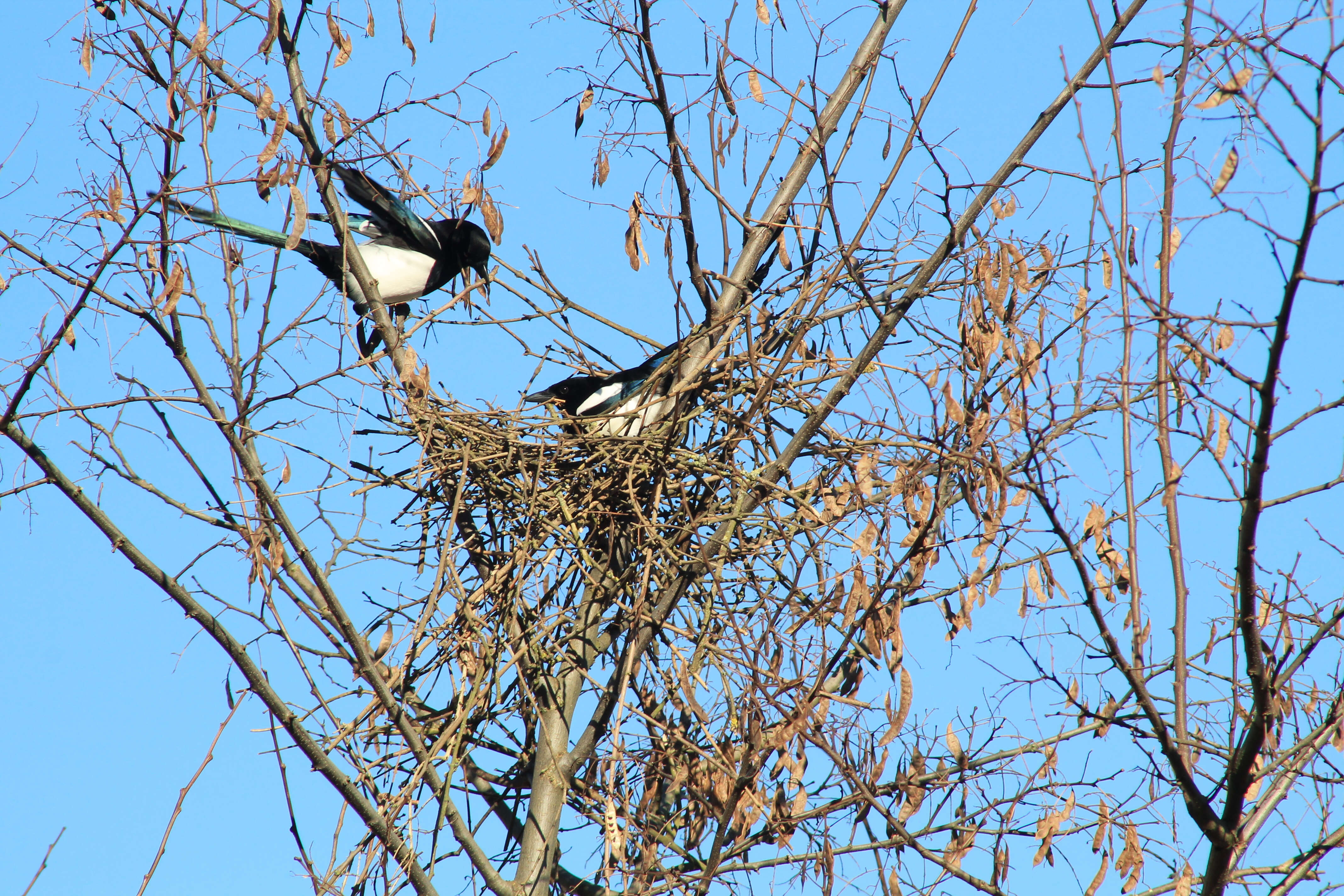 Magpie couple building a nest