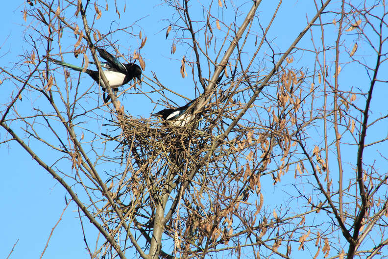 Magpie couple building a nest