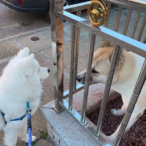 Dog says hi to his buddy on a walk