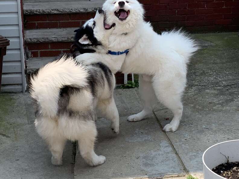 Dog hugs his husky friend