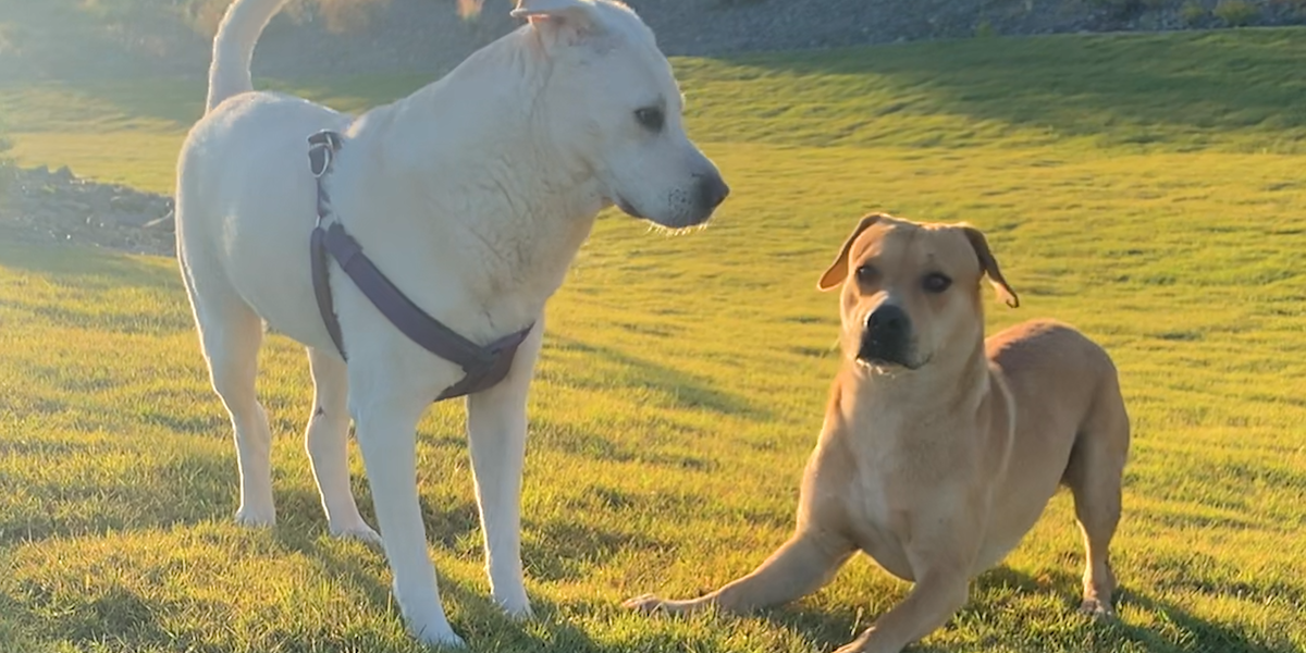 Stray Dog Lives Alone On Mountain For 4 Long Years Videos The Dodo