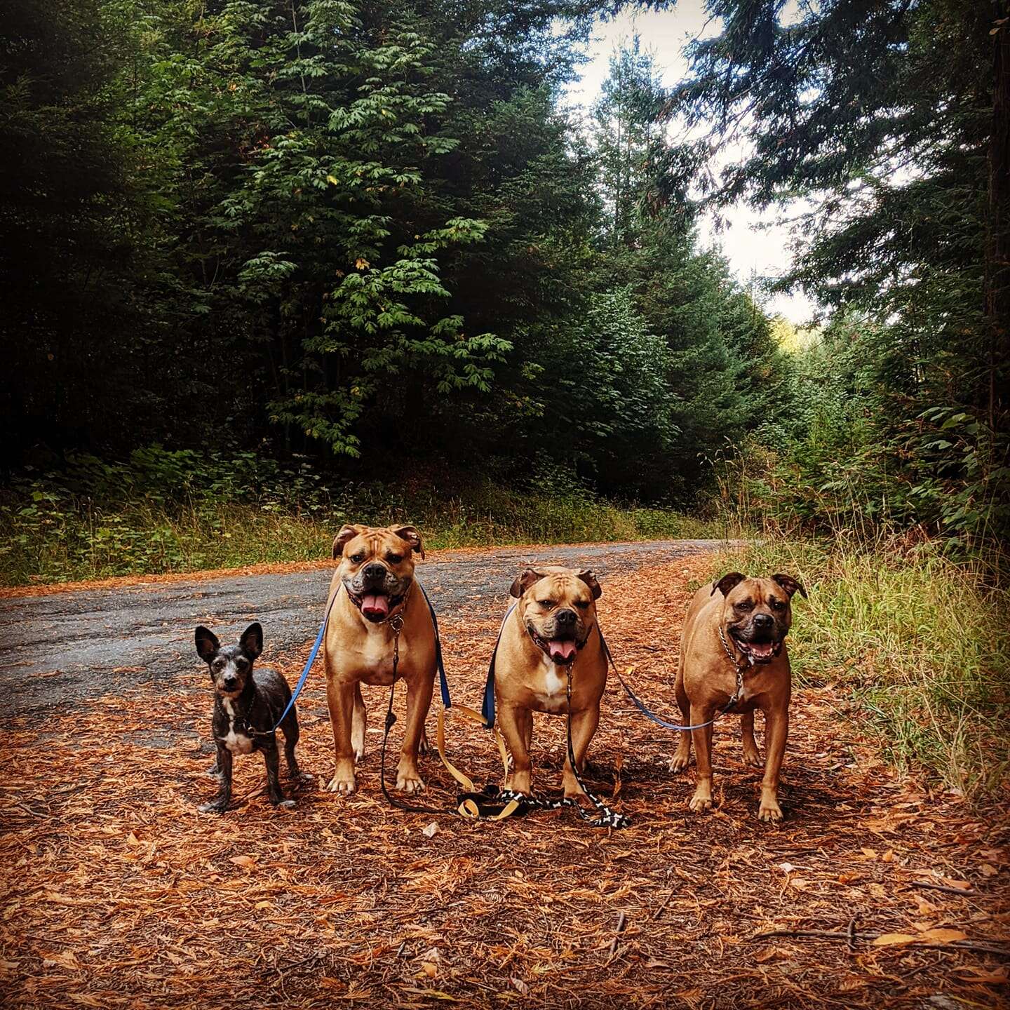 dog costumes
