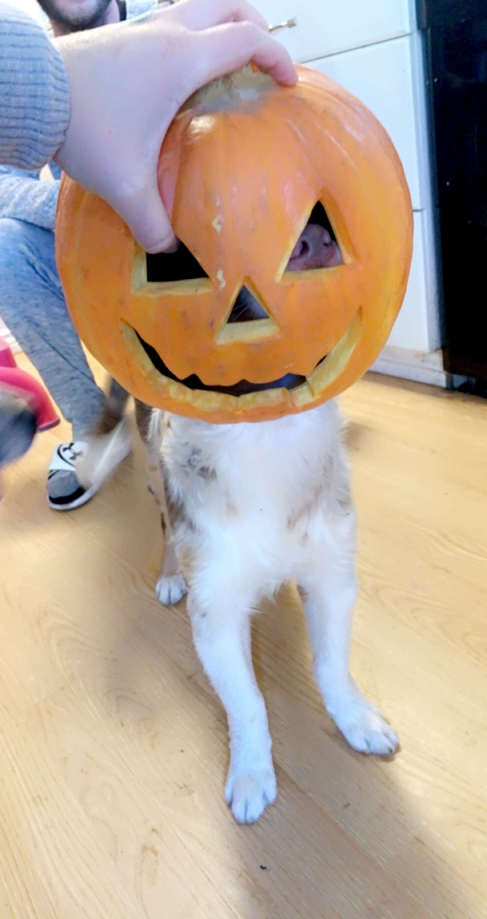 Troublemaker Dog Gets His Head Stuck in a Pumpkin! [Video] - :) Healthy Happy News