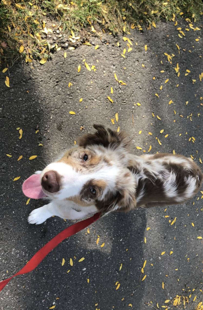 dog pumpkin