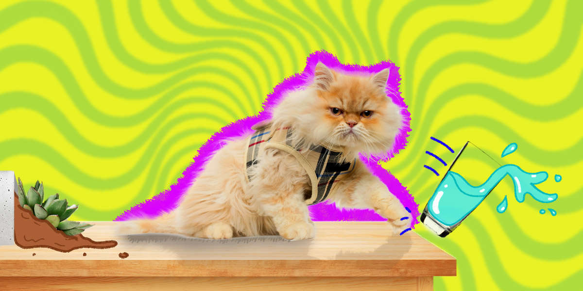 Why Does My Cat Knock Everything Over? Pets Informers