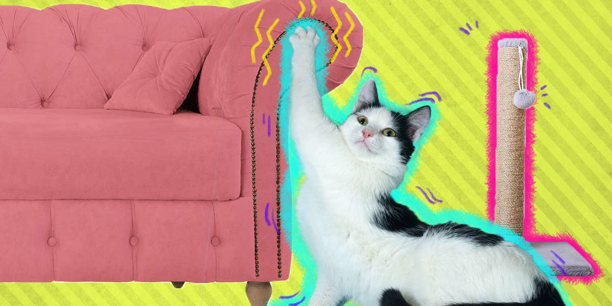 Help My Cat Keeps Scratching My Couch DodoWell The Dodo   Crop;