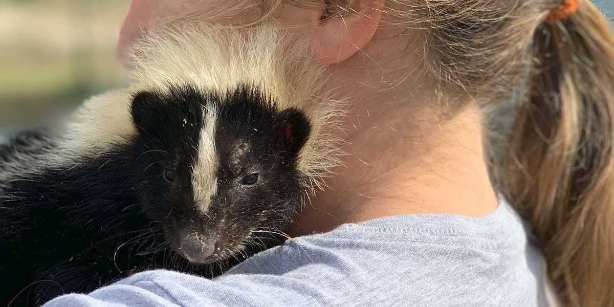 Woman Takes In Injured Little Skunk And Raises Him As Her Baby - Videos