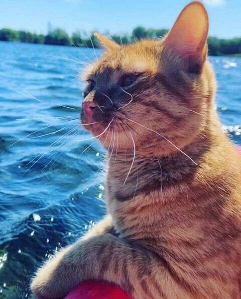 beach cat