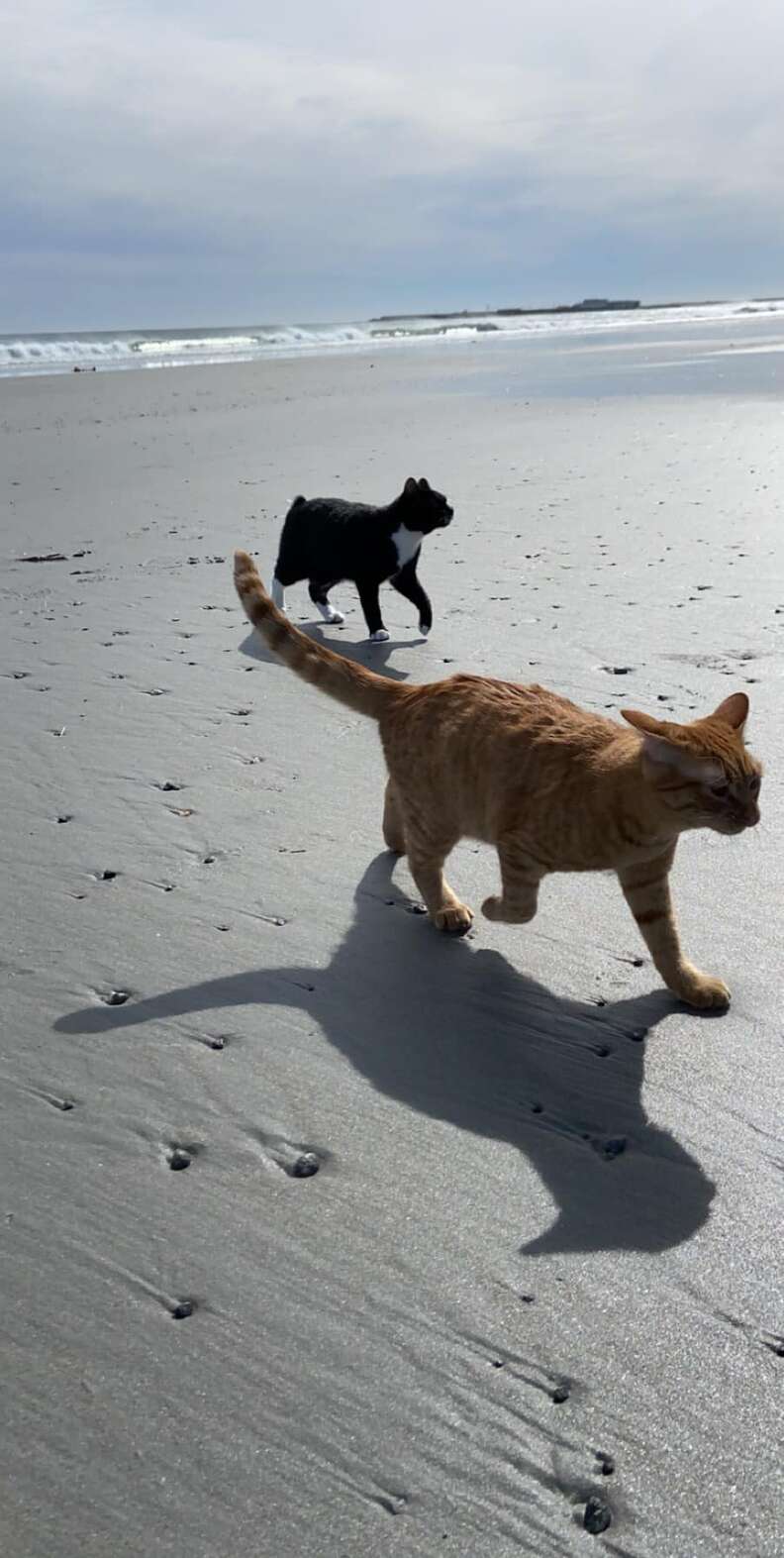 beach cat