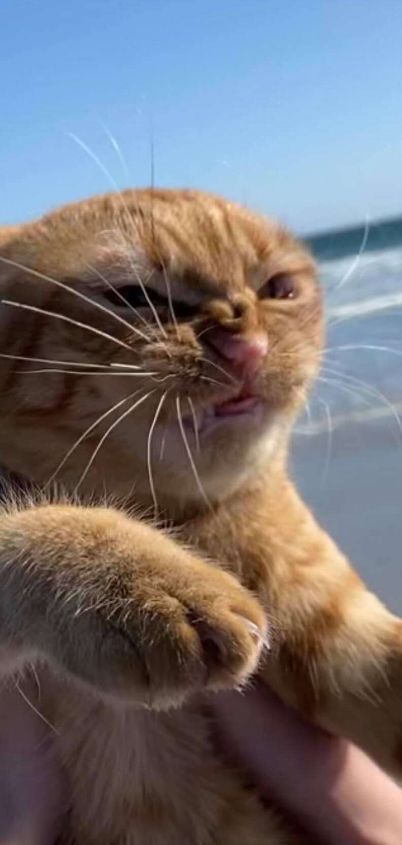 beach cat