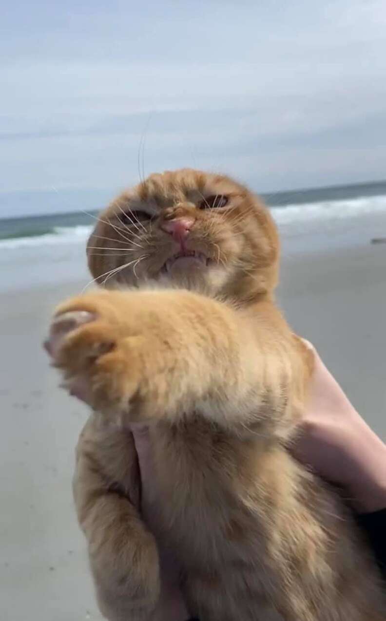 beach cat