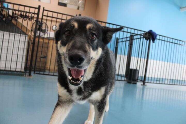 Jem the dog who walked herself to daycare