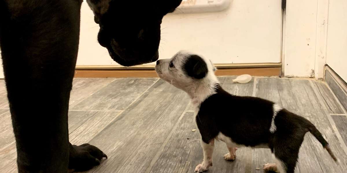 Tiniest Puppy Grows Up To Boss Around 100-Pound Dogs - Videos - The Dodo