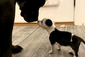 Tiniest Puppy Grows Up To Boss Around 100-Pound Dogs