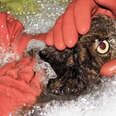 This Is Why Birds Are So Affected By Oil Spills