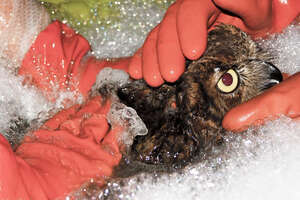 This Is Why Birds Are So Affected By Oil Spills