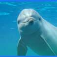 Wild Dolphin Asks Divers To Help Free Her Fin 