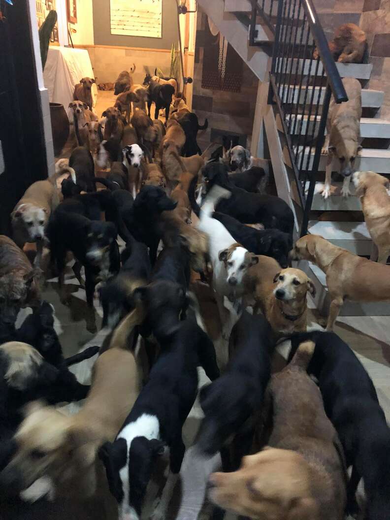Man brings 300 dogs into his home