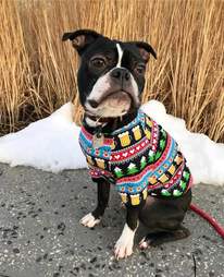 ugly christmas sweaters for dogs