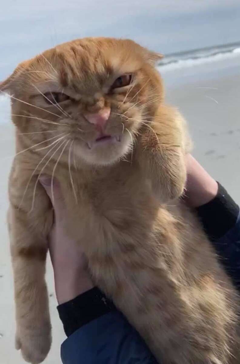 beach cat