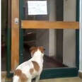 Lonely Dog Leads Rescuers To A Sign Posted On An Apartment Door