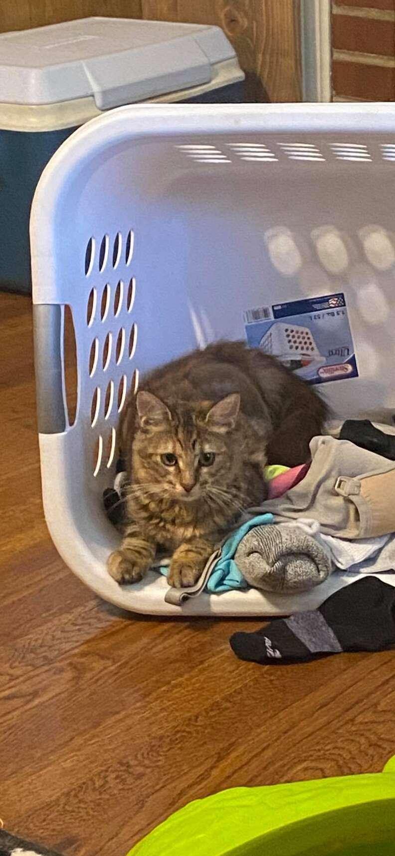 cat in laundry basket