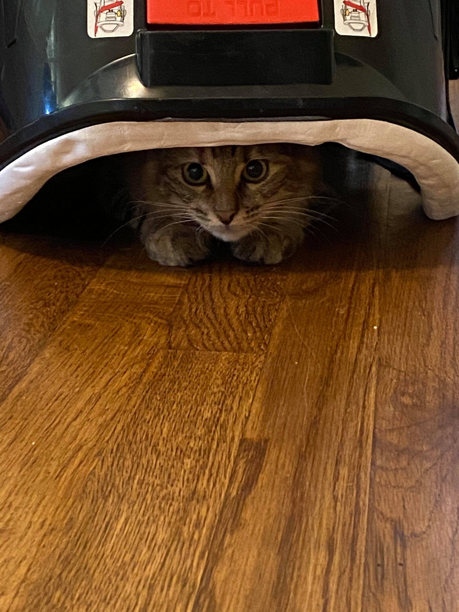 Cat Crawls Through Empty Hangers In Closet The Dodo