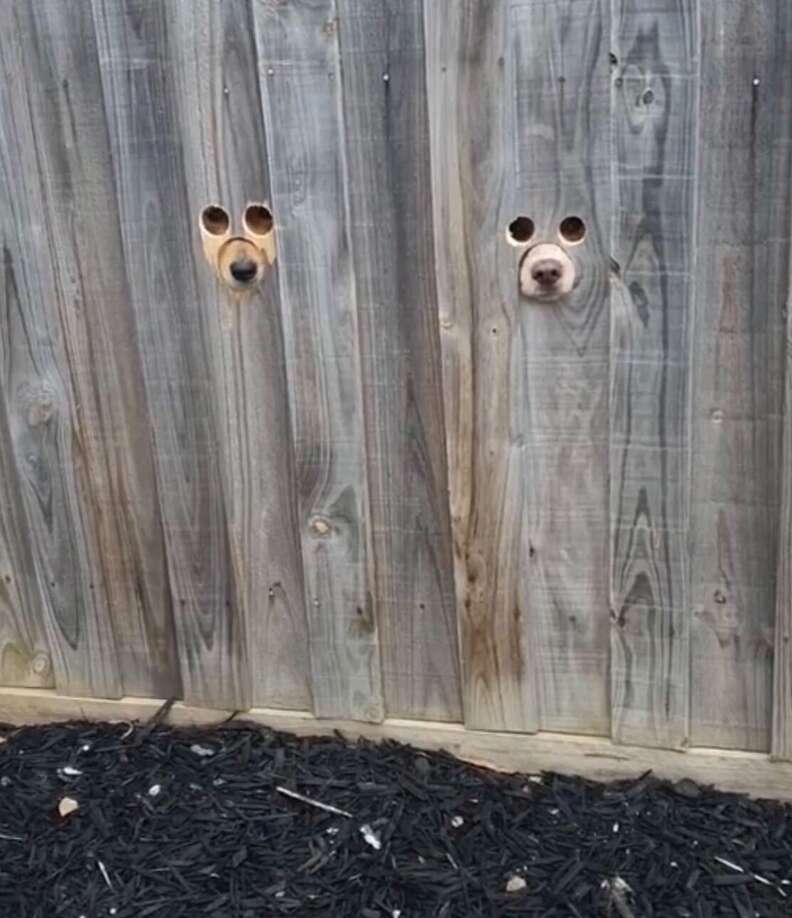 Dogs watch mom through a peephole in fence
