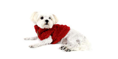 zip-up fleece for dogs