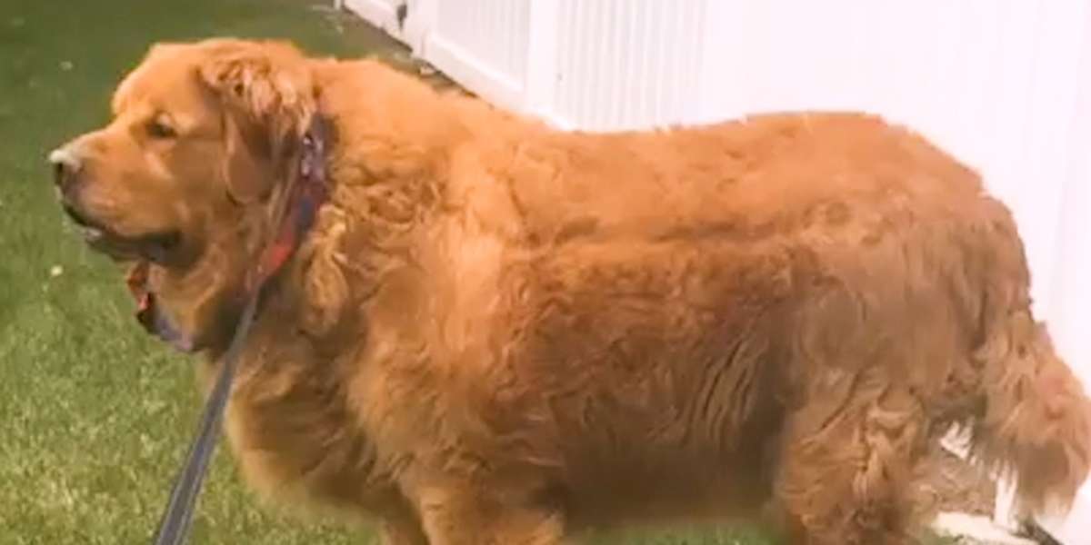 150-Pound Golden Retriever Is So Happy To Lose 60 Pounds - Videos - The