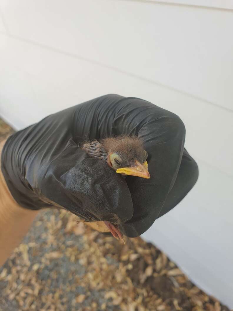 baby bird