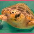Huge Sea Turtle Was In Trouble Until A Team Of Heroes Saved Her