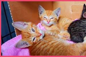 Little Orange Kittens Ask A Nice Man To Rescue Them