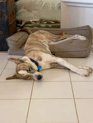 dog sleeping