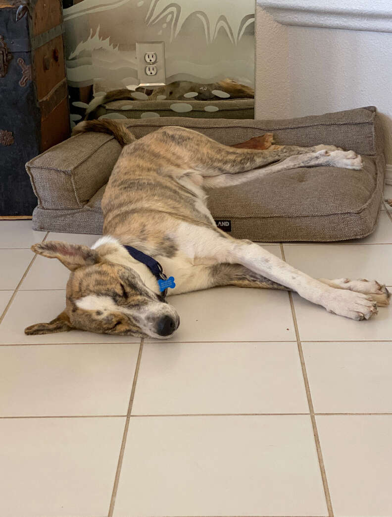 dog sleeping