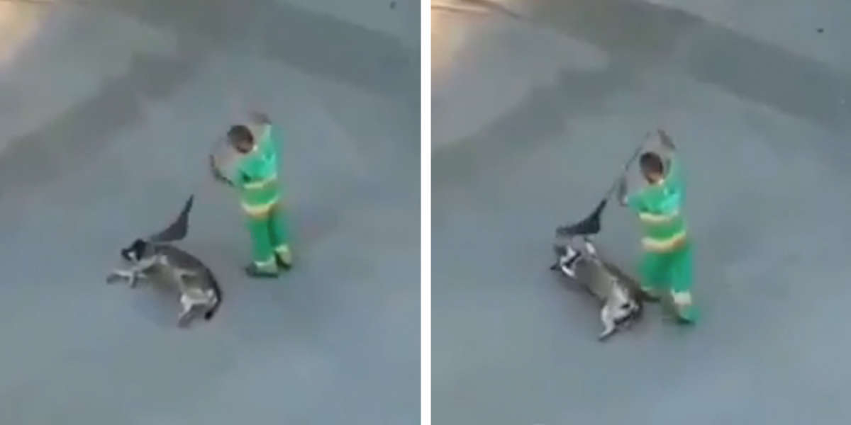 Kindhearted Street Sweeper Caught Making A Stray Dog's Day - The Dodo