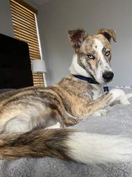dog