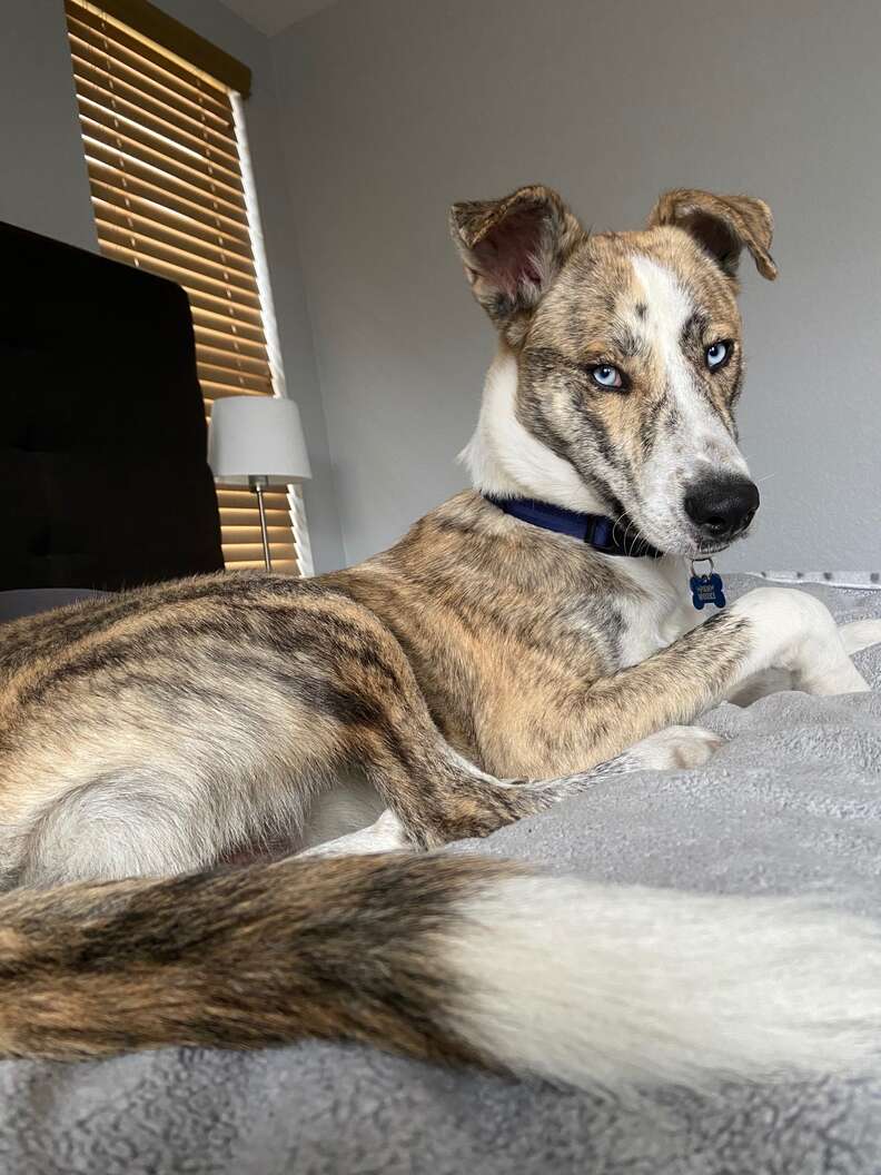 dog