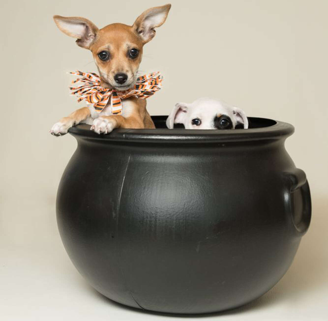 Best San Francisco Halloween Events 2020 How to Celebrate Safely This