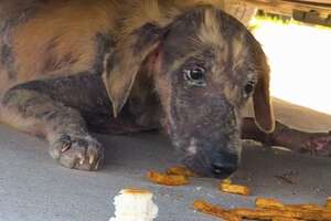 Abandoned Puppy Fought So Hard To Get Better