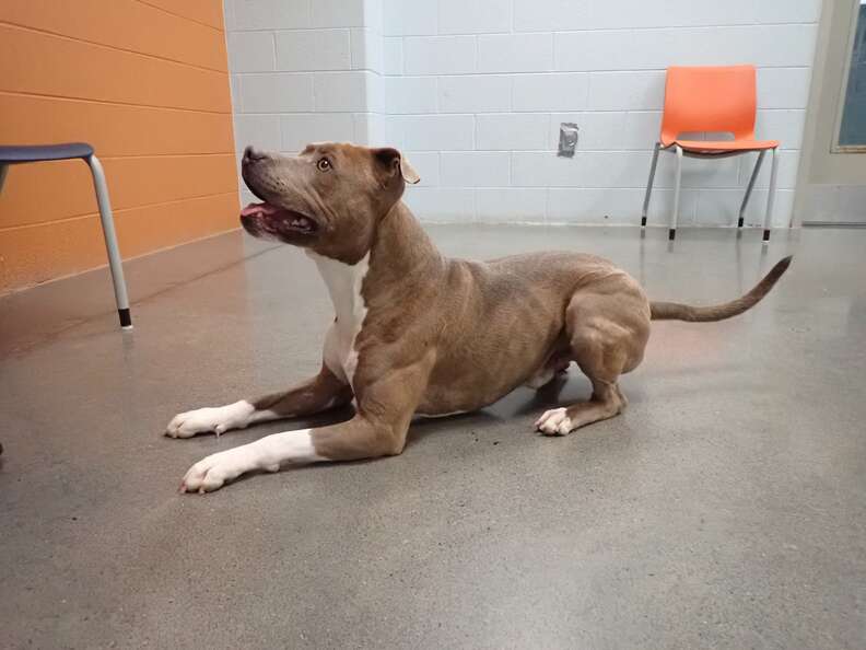 Dog reunites with his owner at Tennessee shelter