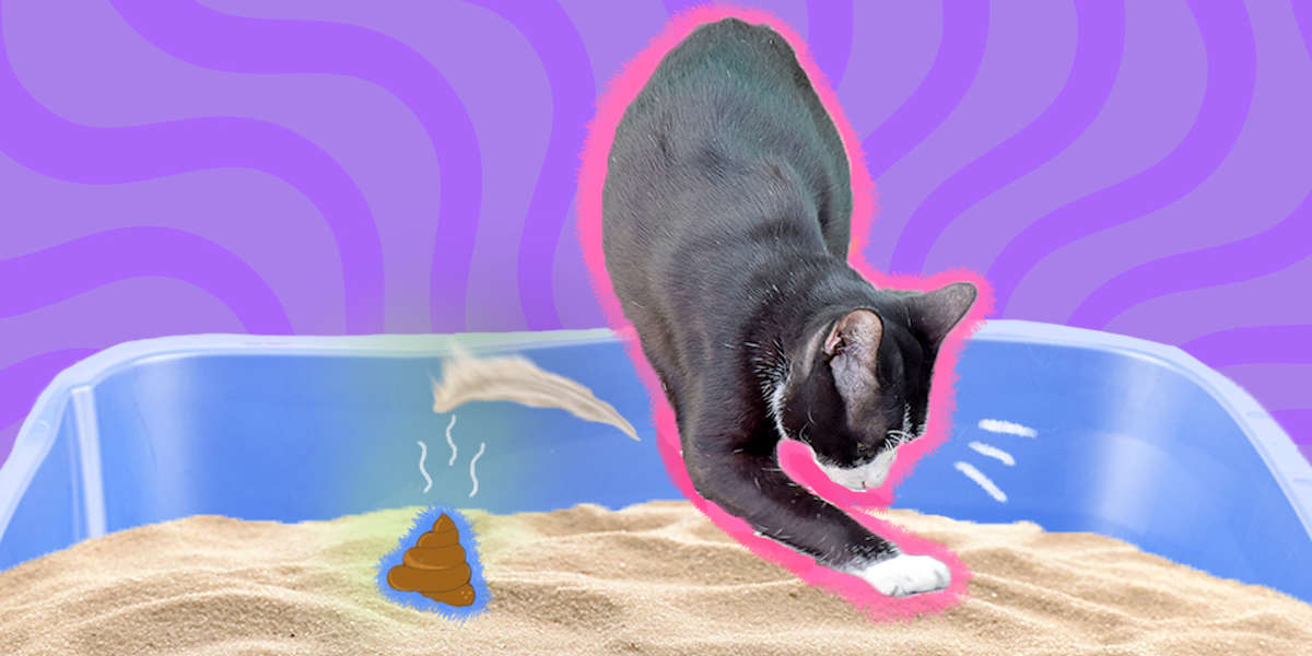 Why Do Cats Bury Their Poop? - DodoWell - The Dodo