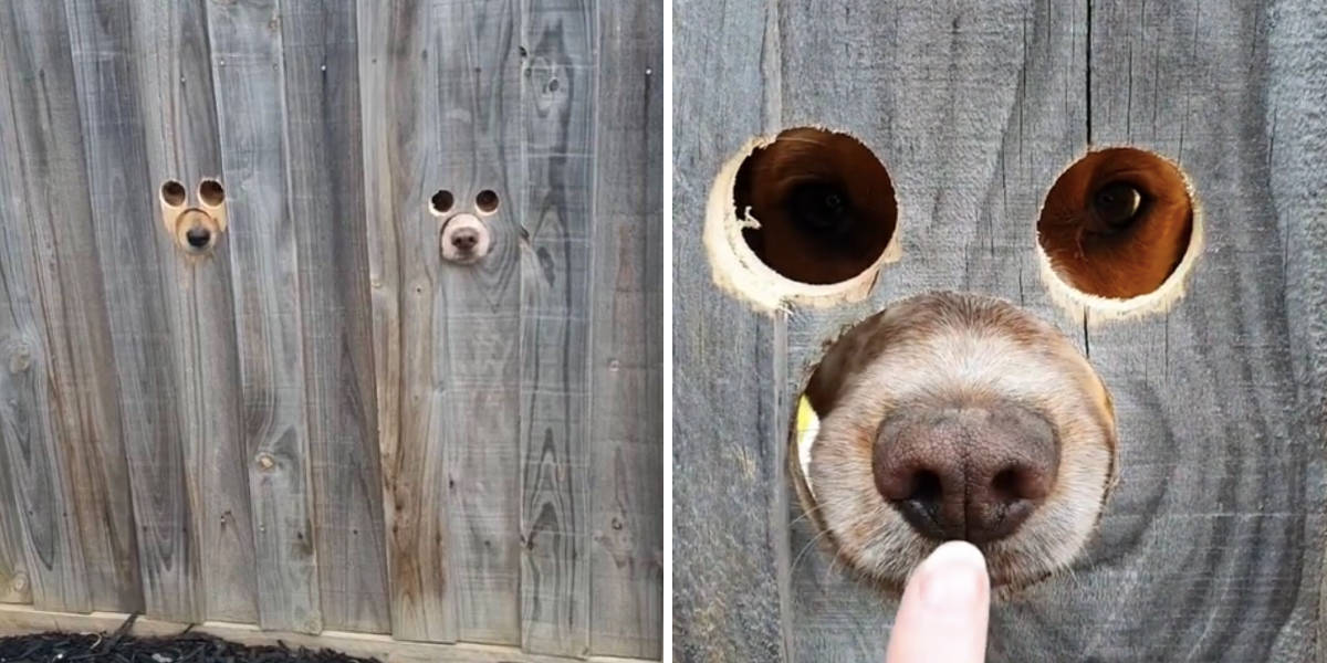 Fence holes outlet for dogs