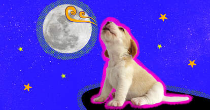 puppy howling