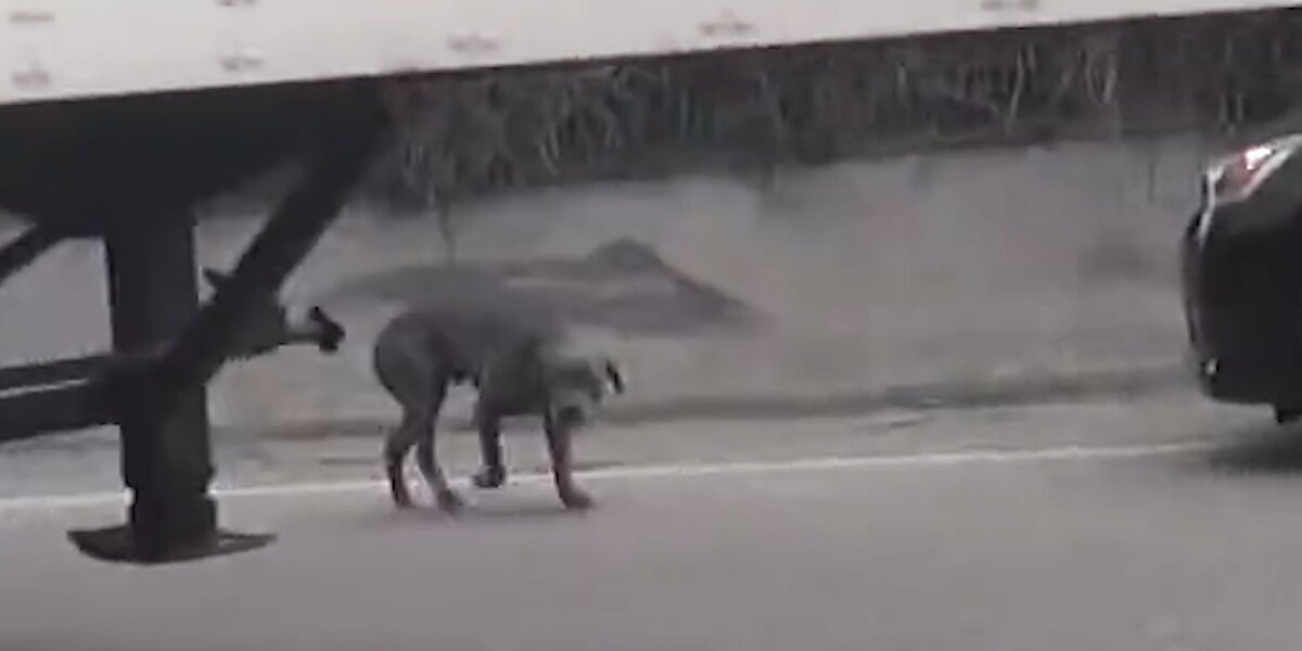 Dog Is So Scared He Almost Runs Into Traffic - Videos - The Dodo