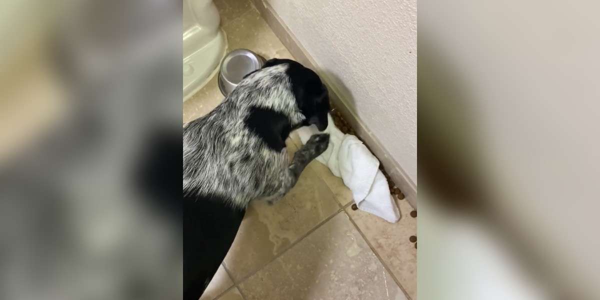 Dog Tries To Hide Spilled Food The Dodo