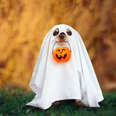 Dog in a ghost costume holding a pumpkin in mouth