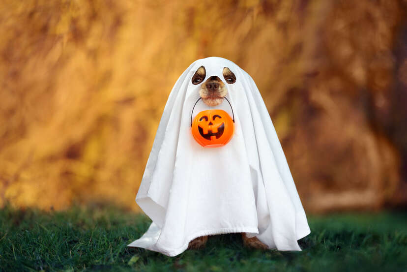 Dog in a ghost costume holding a pumpkin in mouth