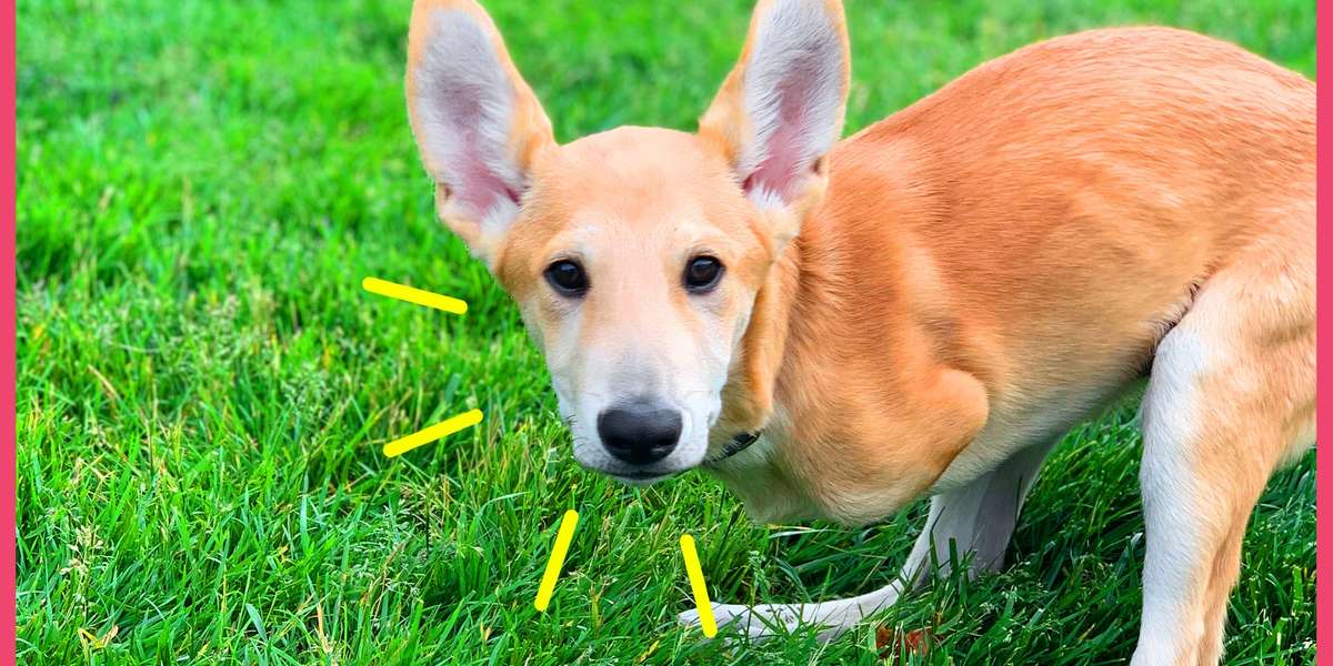 Joey the Dog Hops Just Like a Kangaroo! Videos The Dodo